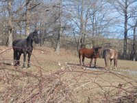 Photo Jo Boyer 030